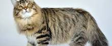 Вакцинация кошек
