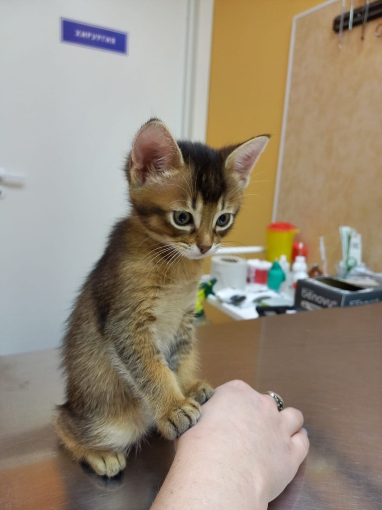 Амилла, наша маленькая пациентка
