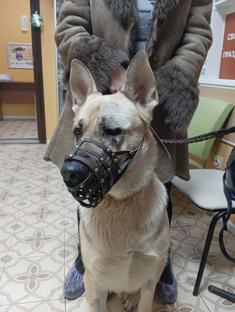 Наши пациенты: Лорд
