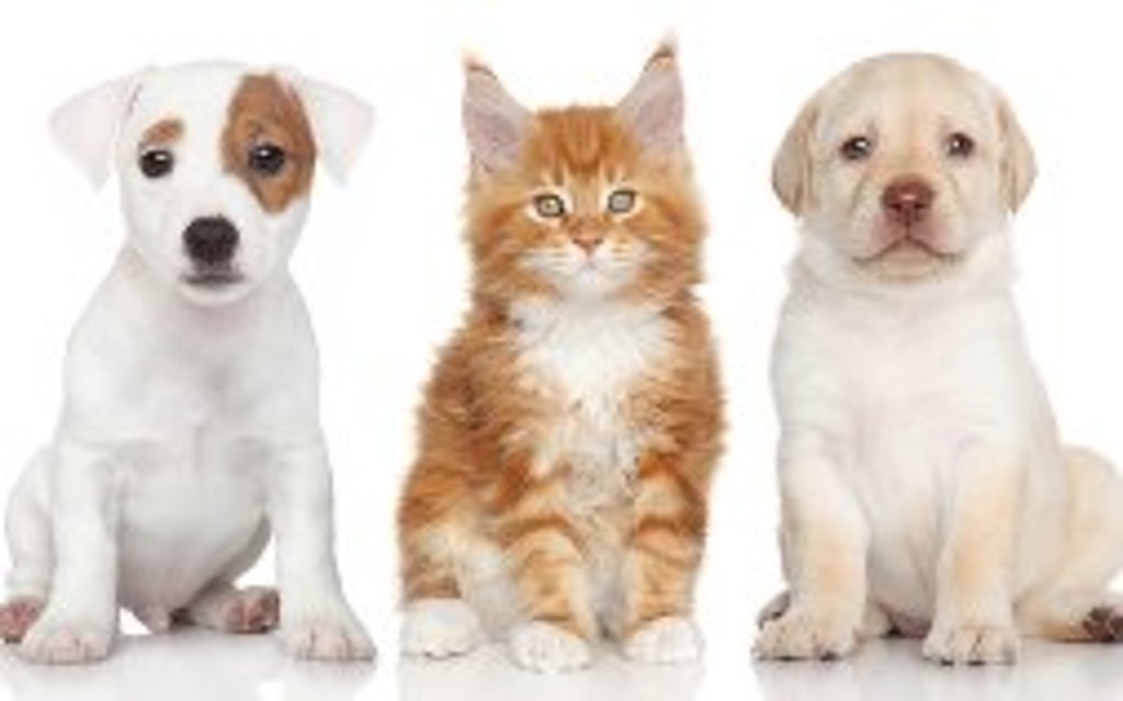Врожденная гидроцефалия у собак и кошек