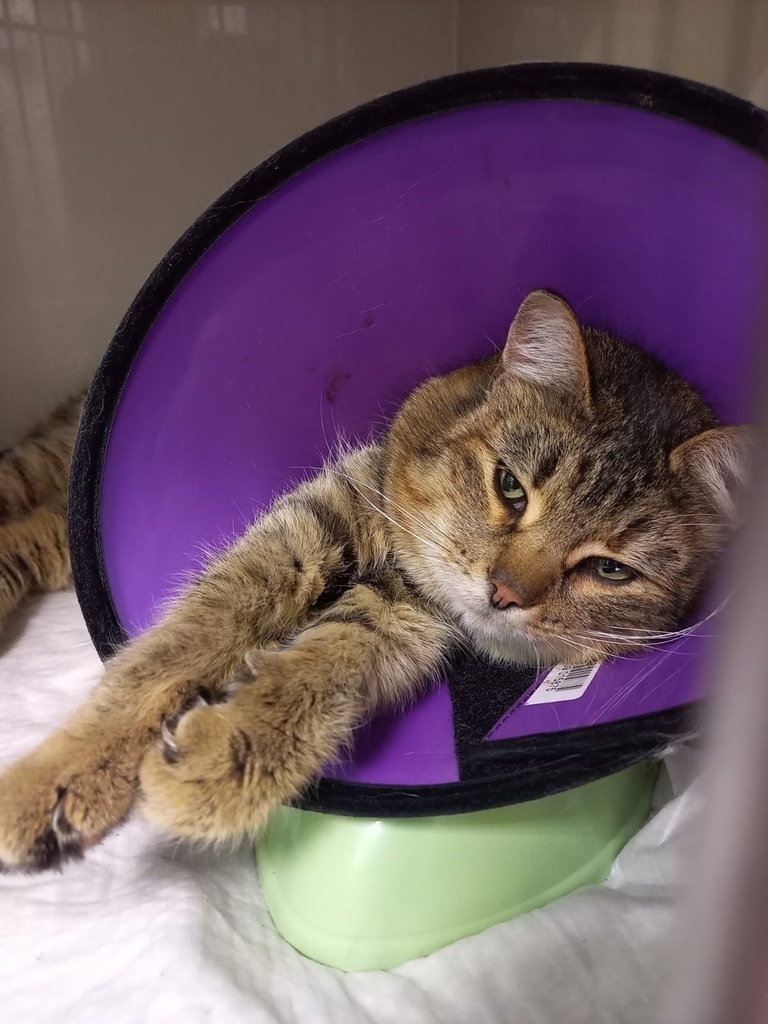 Кошка по имени Кошка