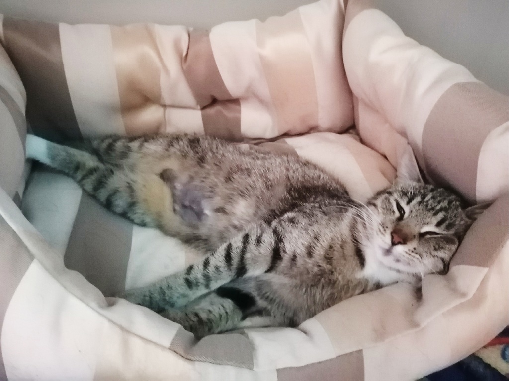 Кошка Мышка ищет дом