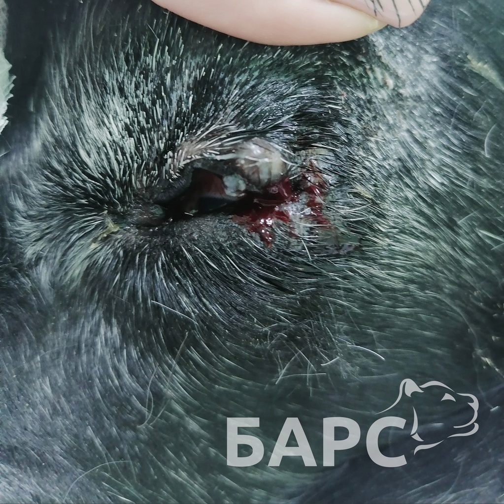Наши пациенты: Бим