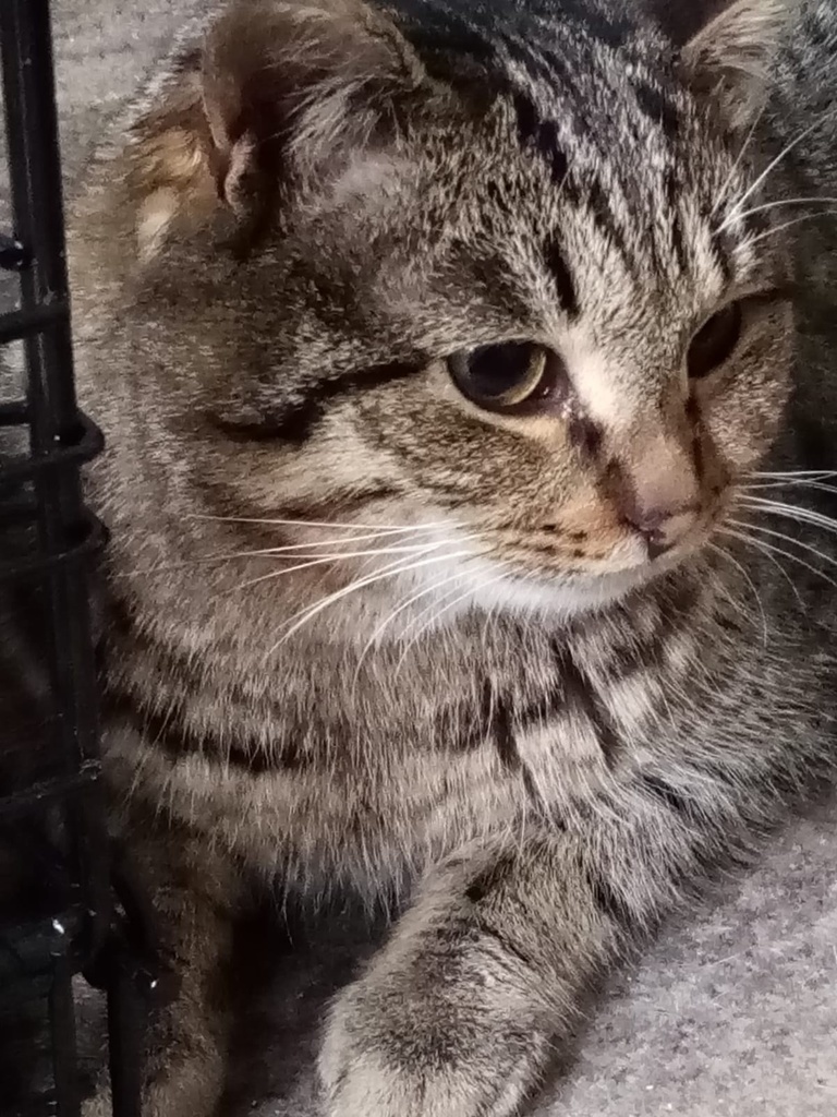 Котик ищет дом