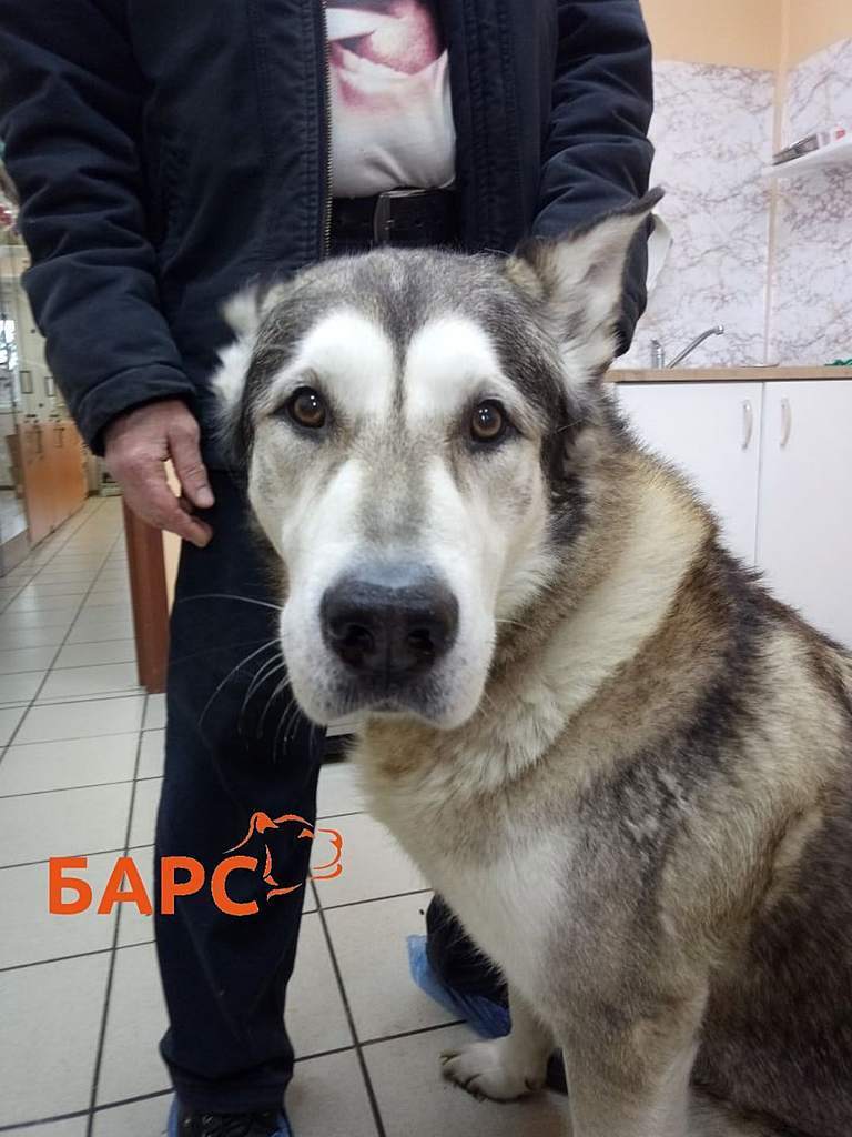 Всегда вызывают восхищение возрастные большие собаки