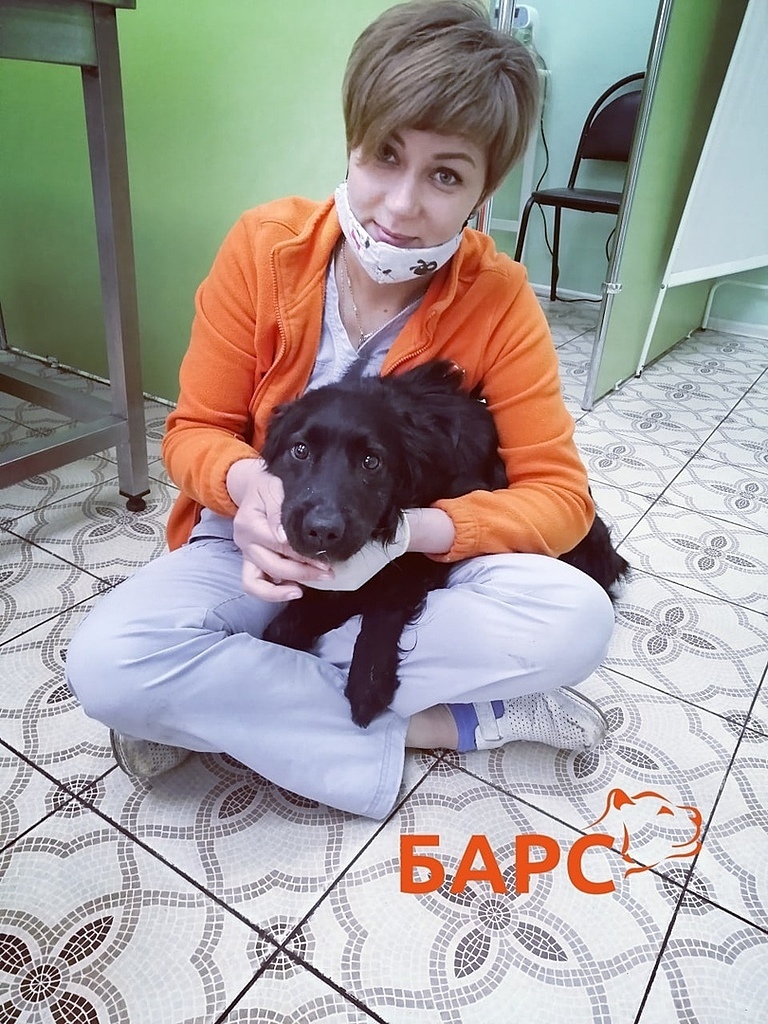 Мухтар, которого по ошибке напоили шуманитом, сегодня...