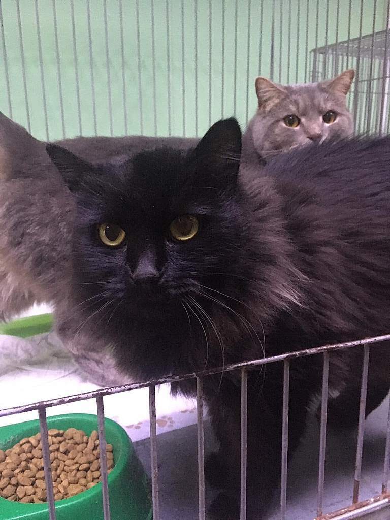 Пристраиваются котики
