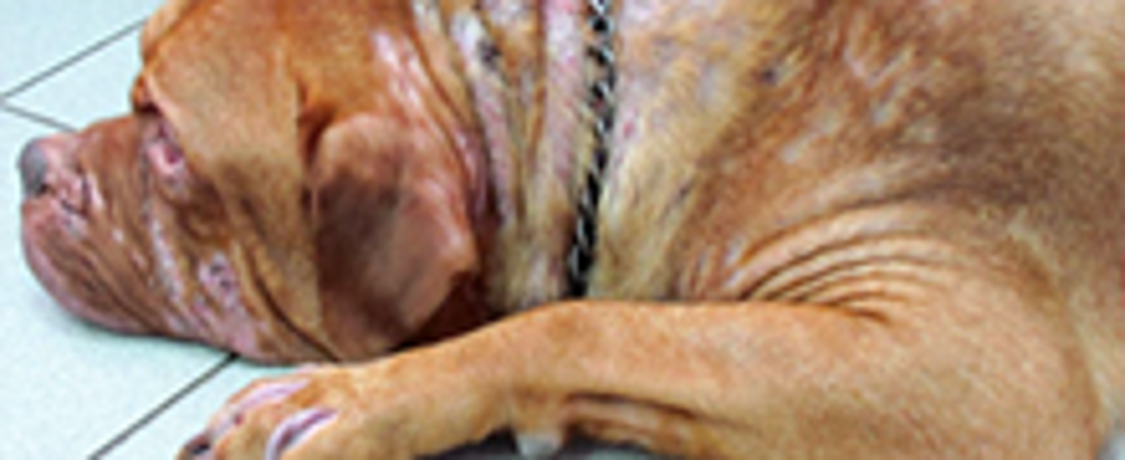 Виды грибковых заболеваний у собак