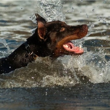 Многие собаки очень любят купаться, особенно в жаркую погоду