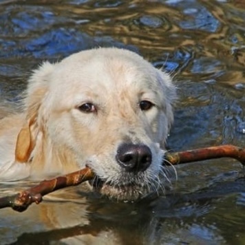 Многие собаки очень любят купаться, особенно в жаркую погоду