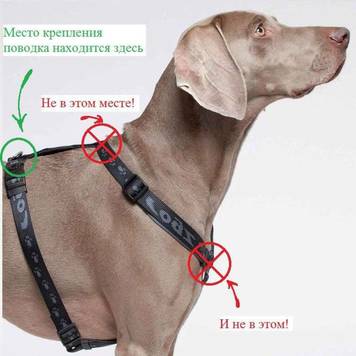 Как правильно подобрать шлейку для собаки?