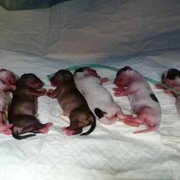 Наши пациенты: новорожденные щенята и котята