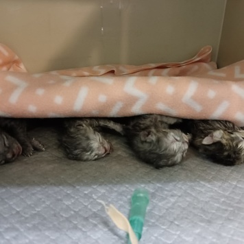 Наши пациенты: новорожденные щенята и котята