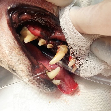 Наши пациенты: Боня, ультразвуковая чистка зубов