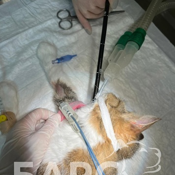 Эндоскопия в Ветеринарном комплексе БАРС