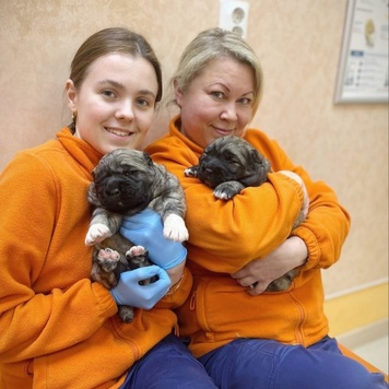 Наши пациенты: очаровательные щенки-кавказцы 