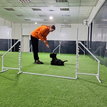 Центр ветеринарной реабилитации БАРС приглашает на занятия с собаками!