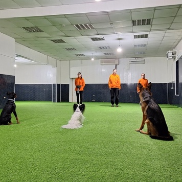 Центр ветеринарной реабилитации БАРС приглашает на занятия с собаками!