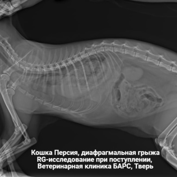 Наши пациенты: Персия