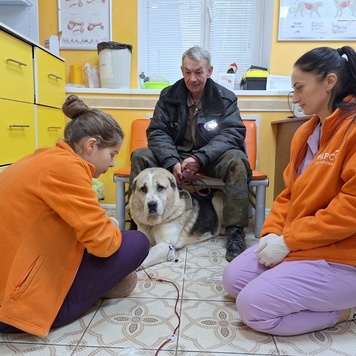 Что делать, если состояние животного настолько тяжелое,...