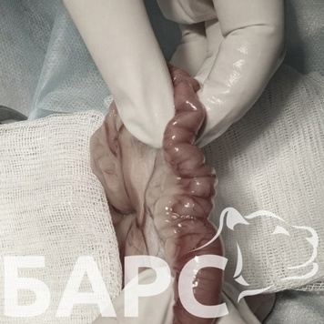 Кошка съела нитку. Насколько это опасно?