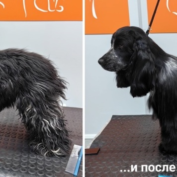 Салон "БАРС Groom&SPA" снова открыт