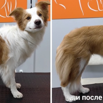 Салон "БАРС Groom&SPA" снова открыт