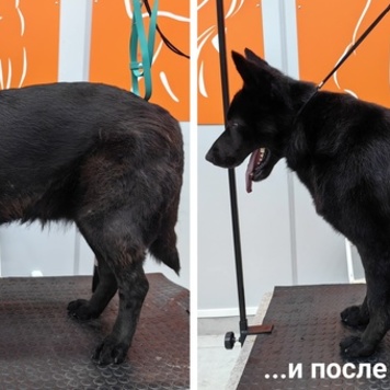 Салон "БАРС Groom&SPA" снова открыт