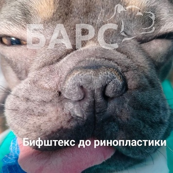 Наши пациенты-брахиоцефалы Бифштекс и Рон
Бульдожки...