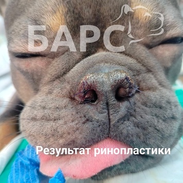 Наши пациенты-брахиоцефалы Бифштекс и Рон
Бульдожки...