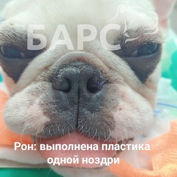 Наши пациенты-брахиоцефалы Бифштекс и Рон
Бульдожки...