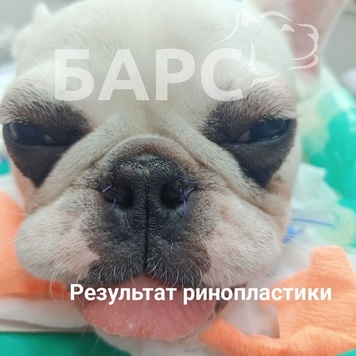 Наши пациенты-брахиоцефалы Бифштекс и Рон
Бульдожки...