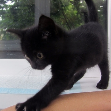 Котята ищут дом!