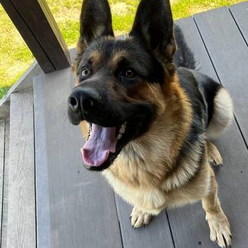 Курс «Комфортная собака»