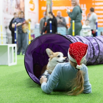 Школа юного собаковода