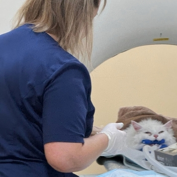 КТ для животных в Твери