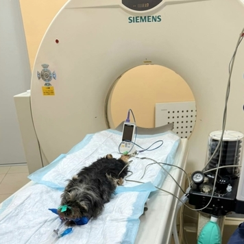 КТ для животных в Твери