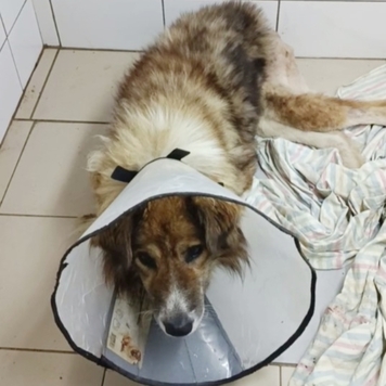 Наши пациенты: Тор, или история одного хвоста