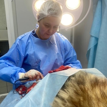 Наши пациенты: Тор, или история одного хвоста