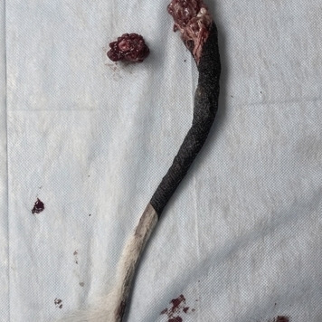 Наши пациенты: Тор, или история одного хвоста