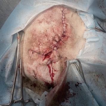 Наши пациенты: Тор, или история одного хвоста