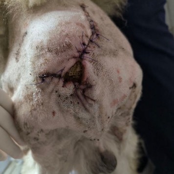 Наши пациенты: Тор, или история одного хвоста