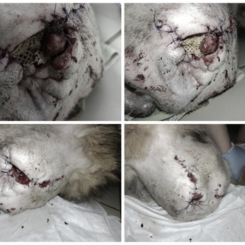 Наши пациенты: Тор, или история одного хвоста