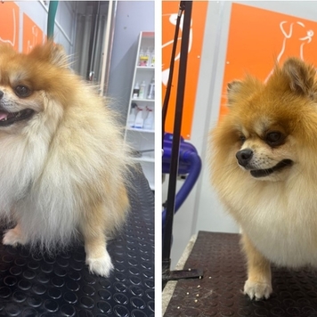 Наше любимое: подборка фото от грумера 