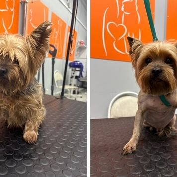 Наше любимое: подборка фото от грумера 