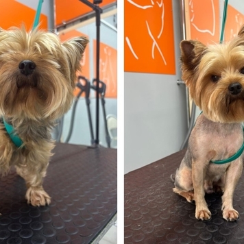 Наше любимое: подборка фото от грумера 