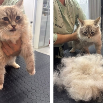 Наше любимое: подборка фото от грумера 