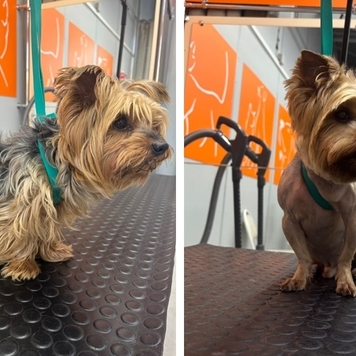 Наше любимое: подборка фото от грумера 