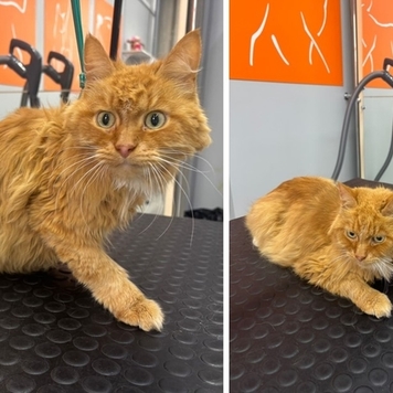 Наше любимое: подборка фото от грумера 