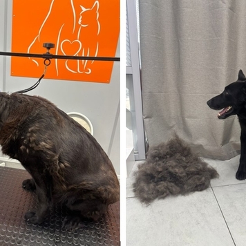 Наше любимое: подборка фото от грумера 